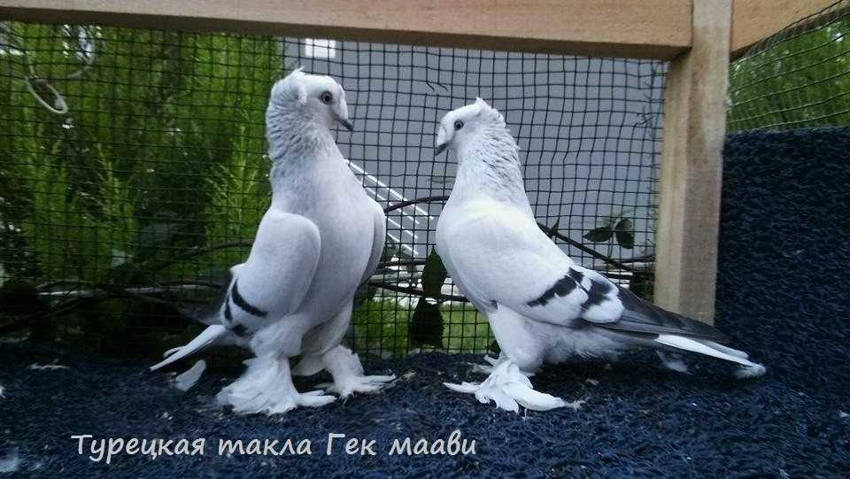 Турецкие бойные голуби такла: описание породы, советы по выбору