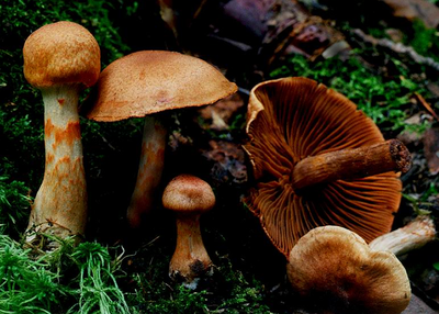 Паутинник слизистый: полное описание гриба, его съедобных свойств, мест произрастания. Двойники паутинника, как их отличить. Фото и видео.