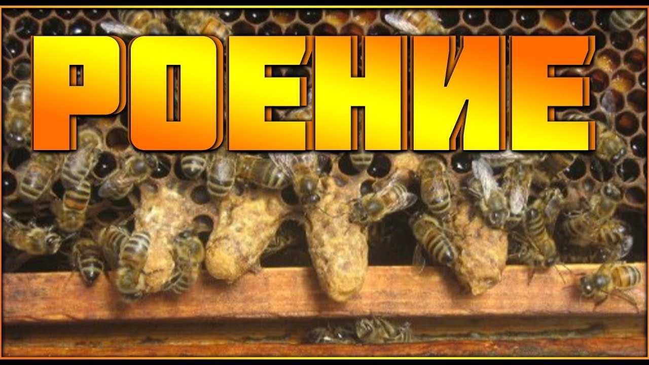 Как поймать рой пчел в ловушку и пересадить в улей.: советы, алгоритм действий, фото, видео