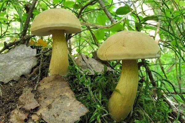 Полевка цилиндрическая: как найти, как отличить от других грибов. Внешний вид и свойства, подробное описание и фотографии.