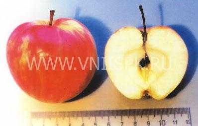 Яблоня башкирская красавица — описание сорта, фото, отзывы
