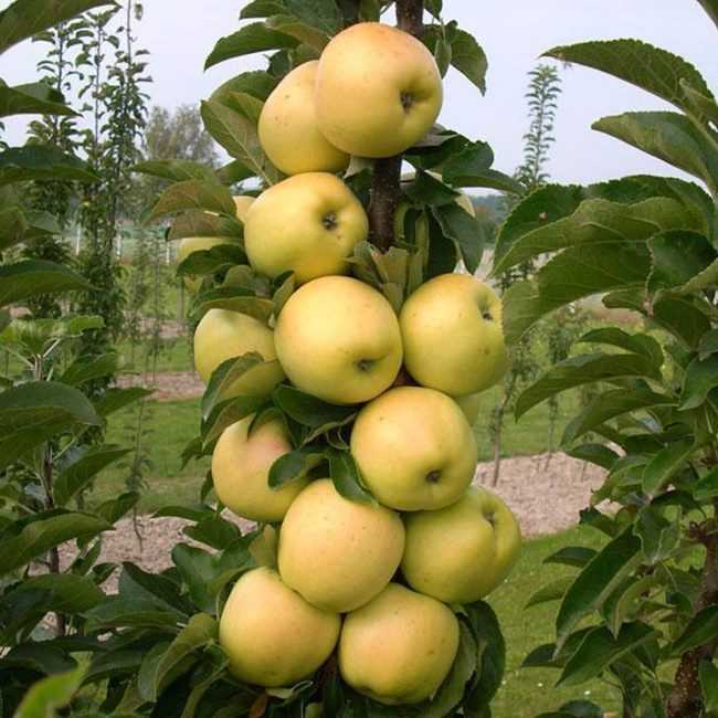 Сорт яблони медок, описание, характеристика и отзывы, а также особенности выращивания данного сорта