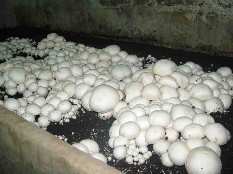 Промышленное разведение и выращивание белых грибов в домашних условиях как бизнес: технология, где купить мицелий и активированные споры