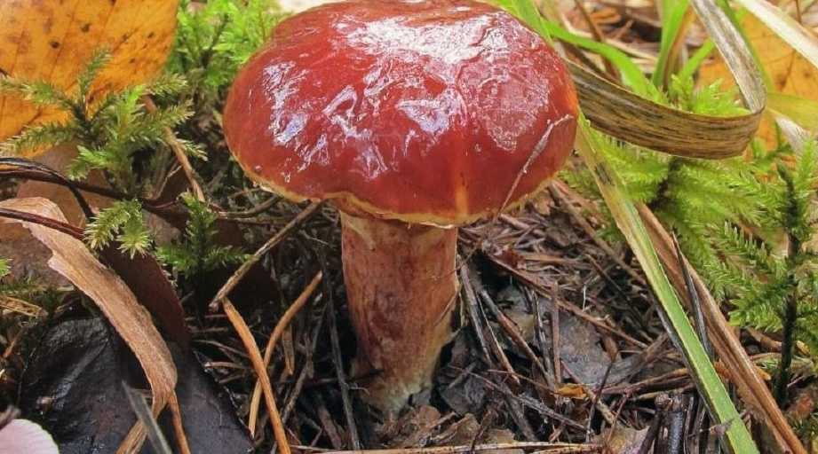 Как почистить грибы маслята быстро и без проблем: легкие способы убрать пленку с маслят ножом и подручными способами в домашних условиях и в лесу после дождя