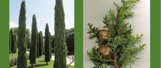 Кипарисовик: посадка и уход, виды и сорта с фото, выращивание кипарисовика