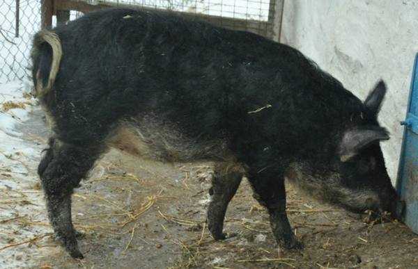 Порода свиней мангал - блог фермера