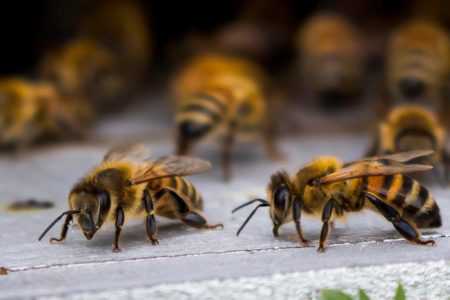 Как приготовить сахарный сироп для пчел: пропорции, рецепт