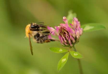 Ребенка укусила пчела: убираем отечность и болезненные ощущения