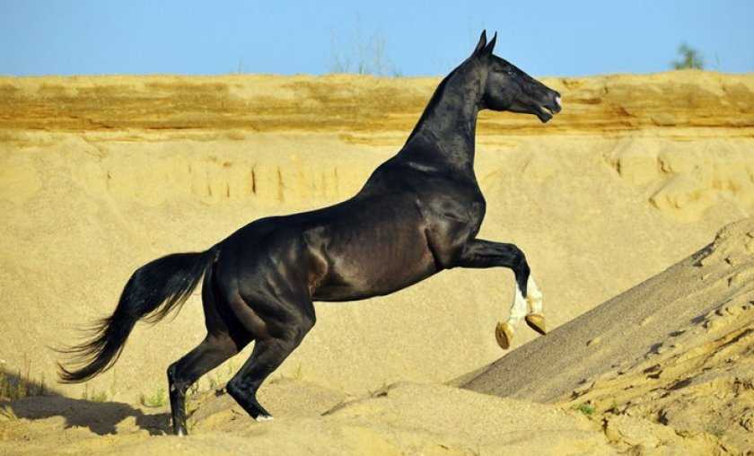Ахалтекинская порода лошади: фото и видео, описание, характеристика, история, разведение
