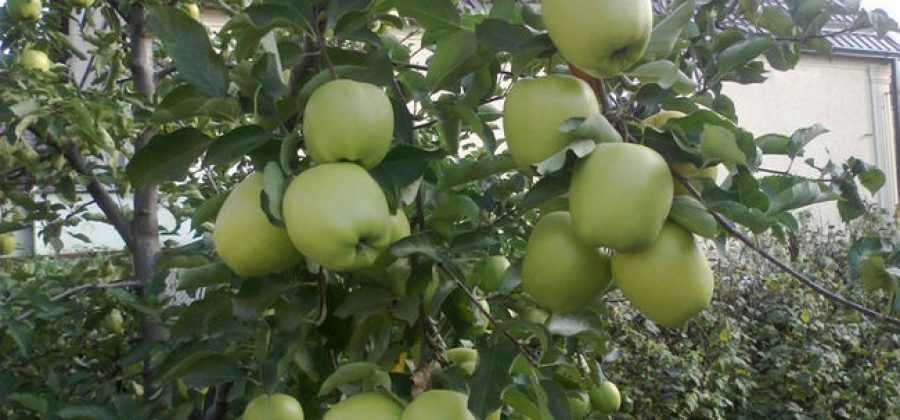 Яблоня апрельское: описание и фото дерева и его плодов, отзывы о них