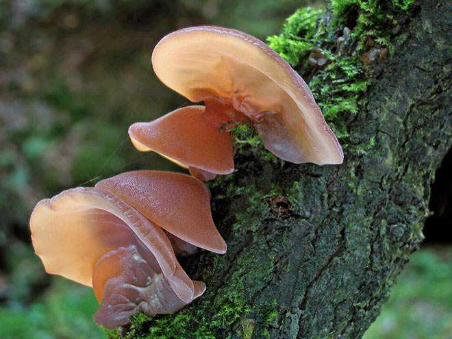 Аурикулярия уховидная: описание, места произрастания и выращивание гриба