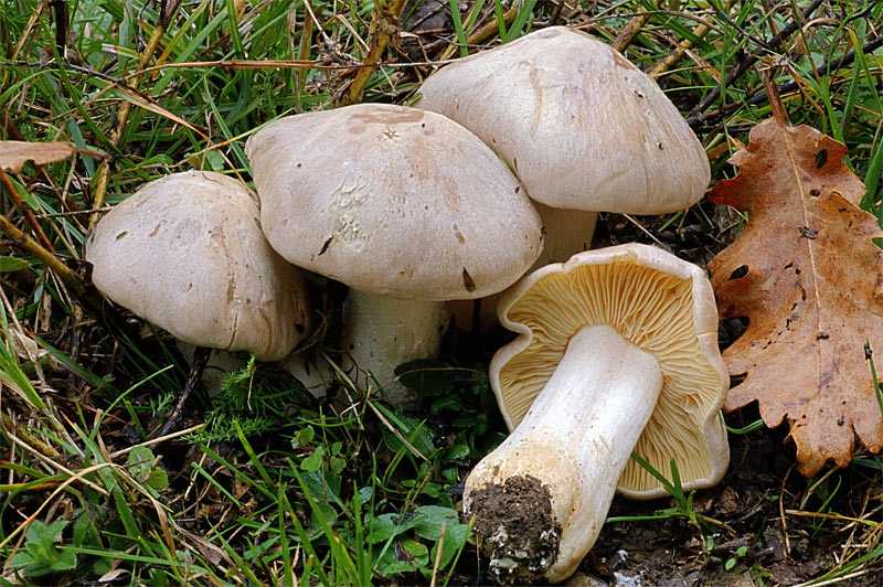 Ядовитые грибы россии: как определить ядовитый гриб, как отличить съедобный гриб (картинки, фото)