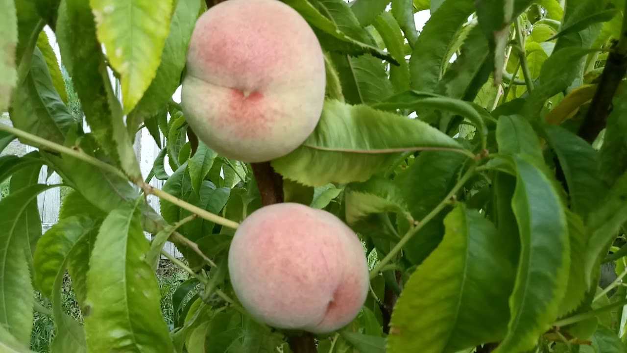 Персик воронежский кустовой как сажать