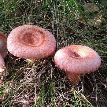 Рядовка серно-жёлтая (tricholoma sulphureum) –  грибы сибири