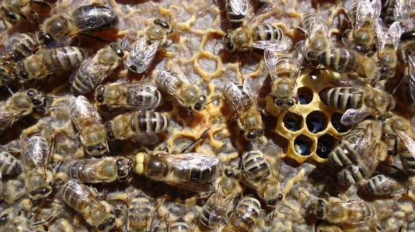 Рабочие пчелы  и трутни, стадии развития