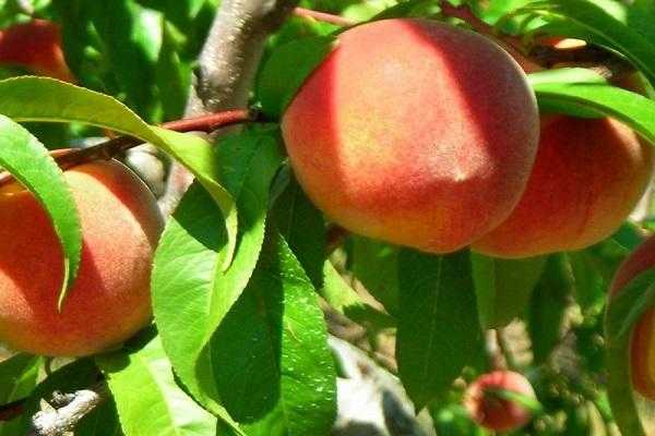 Персик: подготовка к зиме, выращивание и уход, обрезка весной