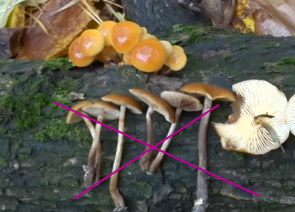 Болетин болотный - описание, где растет, ядовитость гриба
