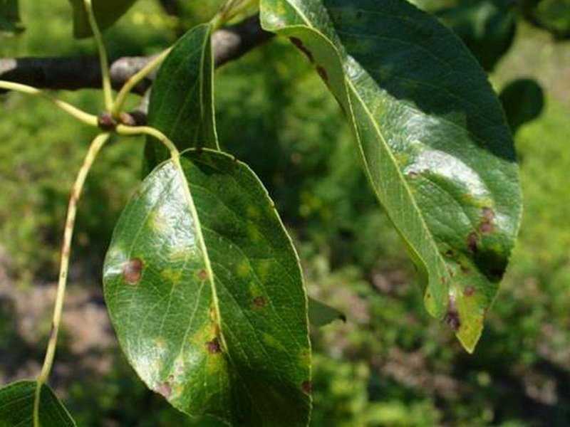 На листьях груши появились оранжевые пятна: что это и как лечить?