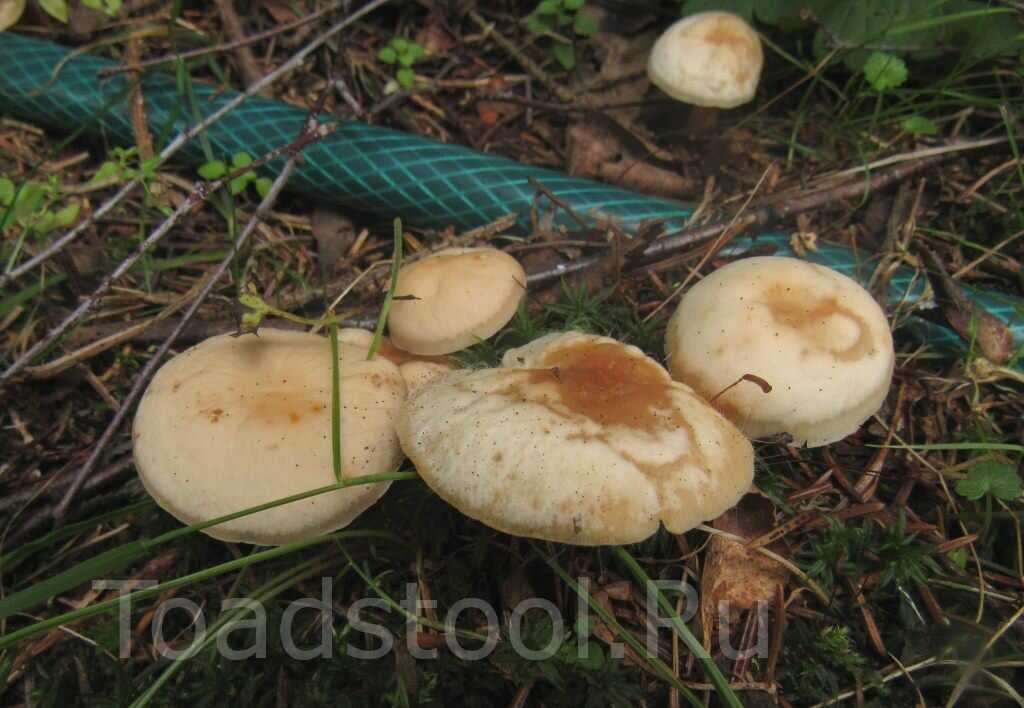 Гимнопус скороспелый (gymnopus ocior) –  грибы сибири