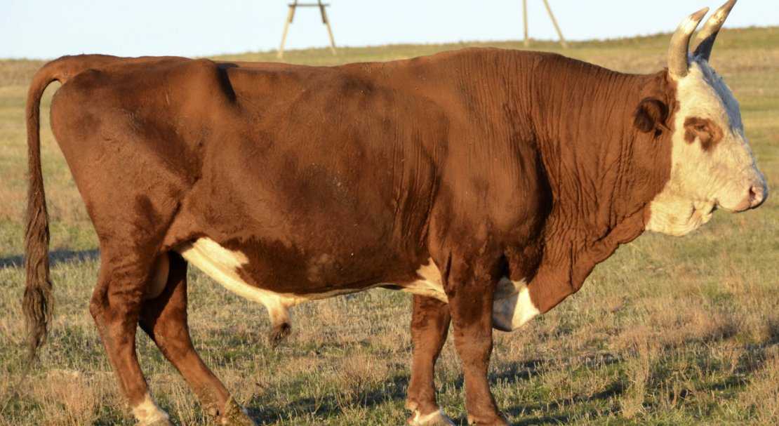 Калмыцкая порода коров: характеристика, фото, отзывы. Плюсы КРС. Особенности содержания и кормления.