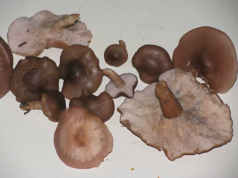 Можно есть грибы которые растут на тополях