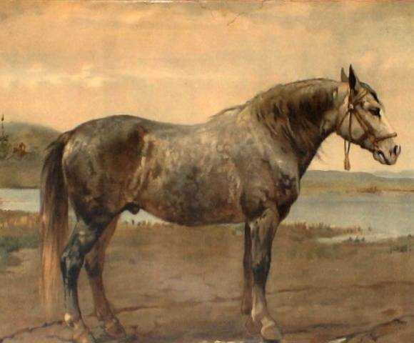 Порода лошадей русский тяжеловоз: описание, фото, отзывы