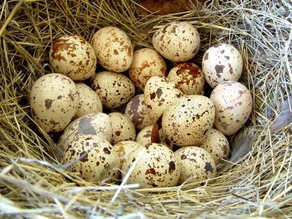 Как развести перепёлок-несушек в домашних условиях — чем кормить, в каком возрасте начинают нестись, сколько яиц несут