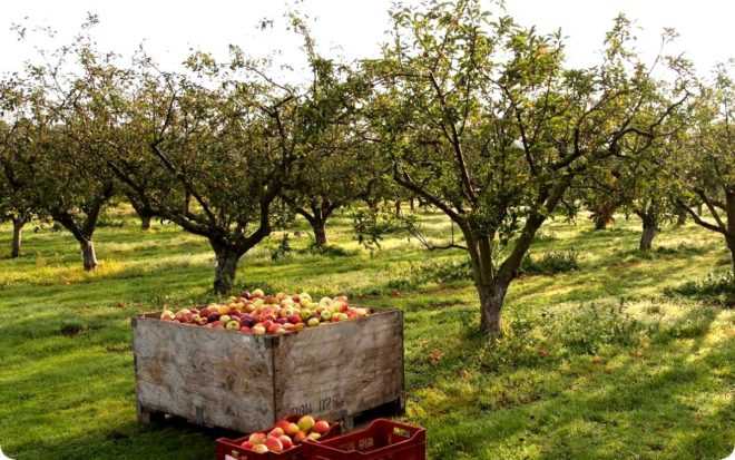Когда сажать яблоню: весной или осенью? выбор лучшего срока посадки