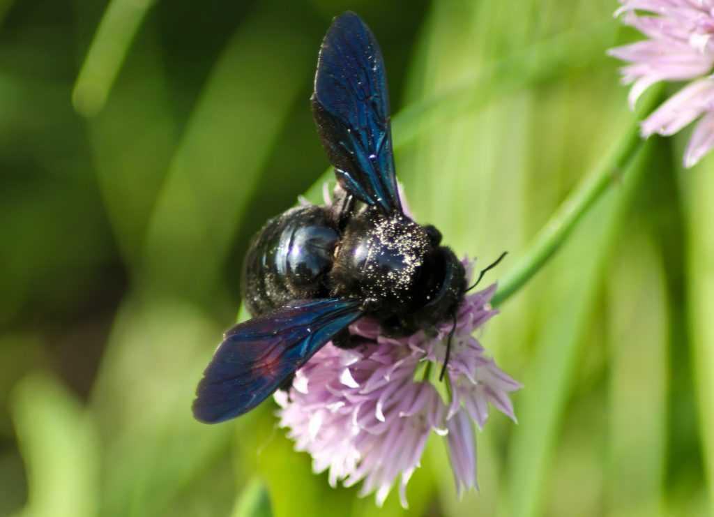 Медоносные пчелы: строение тела, классификация, особенности содержания и фото