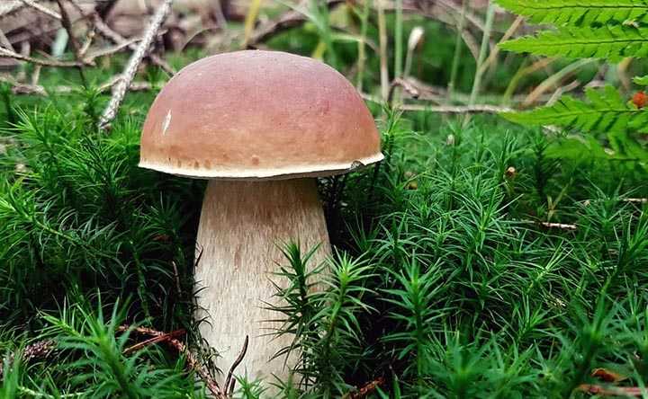 Классификация и основные виды грибов