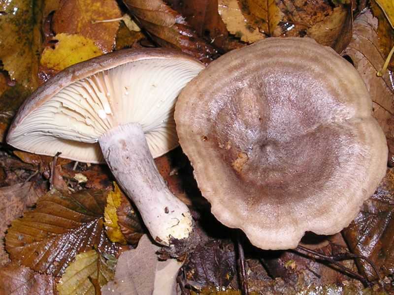 Подольшаник — описание, где растет, ядовитость гриба