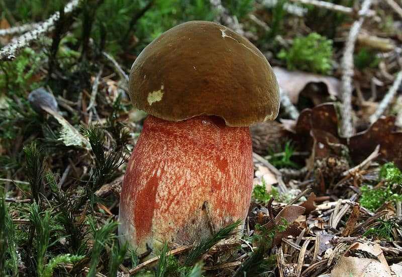 Ложный белый гриб: как отличить, его фото и описание