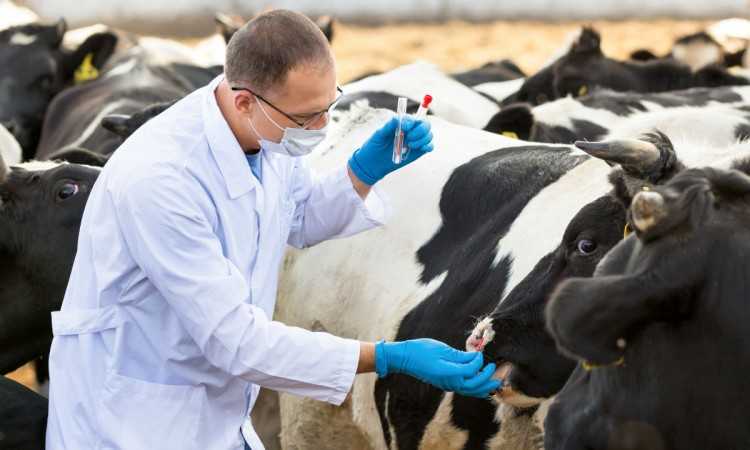 Злокачественный отёк у коров - болезни коров