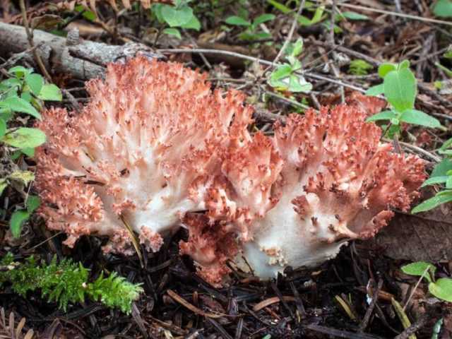 Описание гриба лепиота коричнево-красная