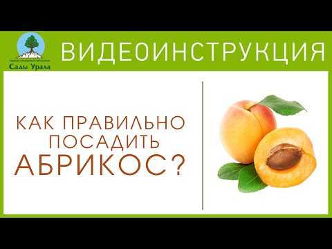 Описание сорта абрикосов восторг и характеристики урожайности и морозостойкости
