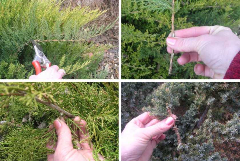 Размножение можжевельника черенками, отводками, семенами и делением куста (весной и летом) + фото