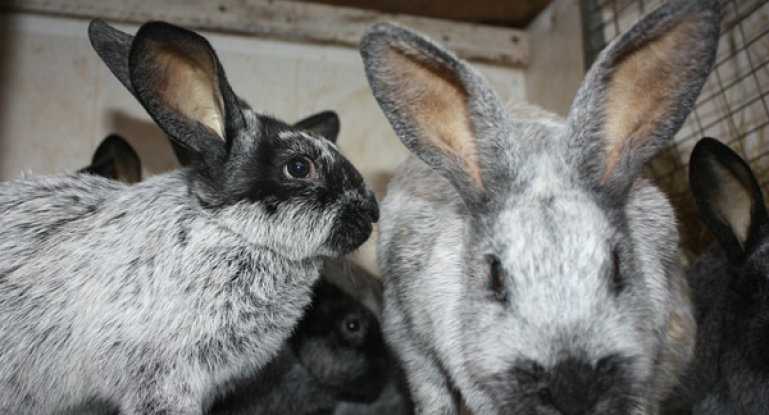 Кролики породы фландр – выбор животного, описание и характеристика вида, а также правила содержания и кормления зверьков