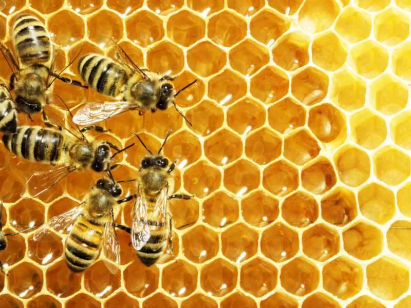 Аллергическая реакция на укус пчелы, что делать