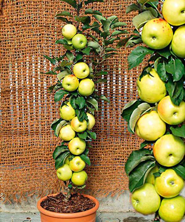 Колоновидная яблоня медок - описание сорта, фото, отзывы - журнал "совхозик"
