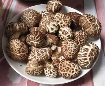 Польза гриба шиитаке для здоровья: лечение.