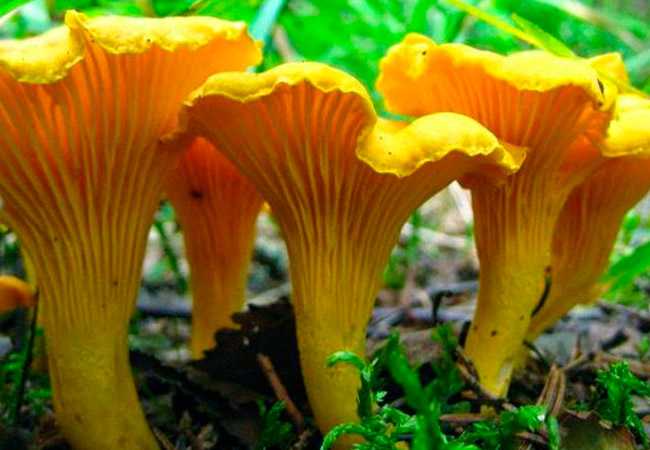 Как вырастить чайный гриб с нуля: описание процесса, уход
