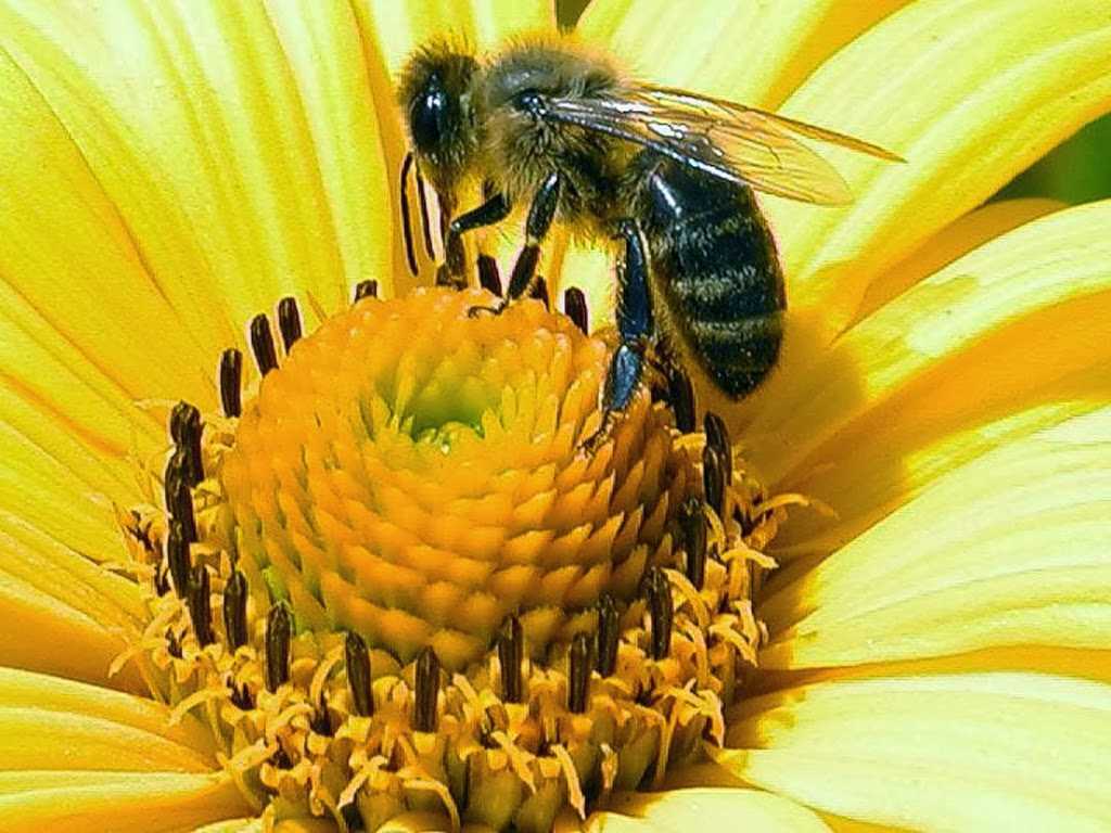 Пчела карника: описание породы с фото, характеристика и особенности, отзывы владельцев, недостаток и преимущество