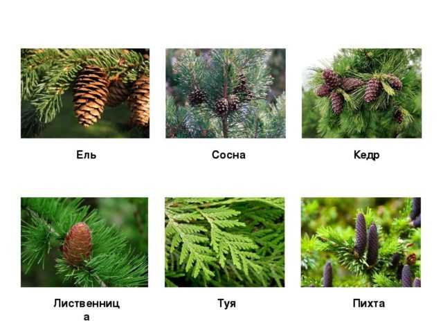 Сибирская лиственница: как выглядит растение и где можно выращивать
