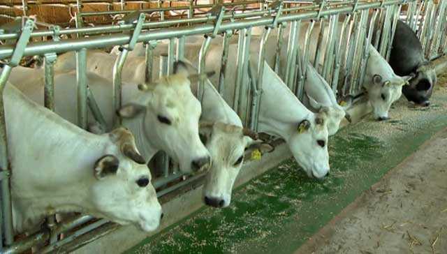 Правила машинного доения коров: как доить доильным аппаратом
