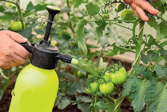 Применение гумата натрия для подкормки садово-овощных культур