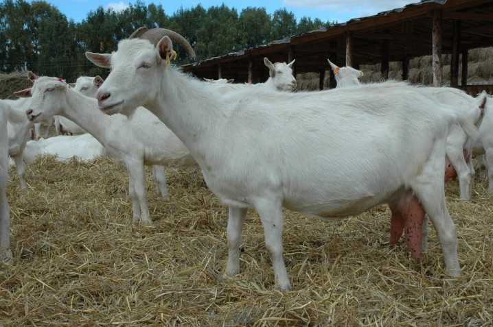 Тоггенбургская порода коз - описание породы, характеристики, фото | россельхоз.рф