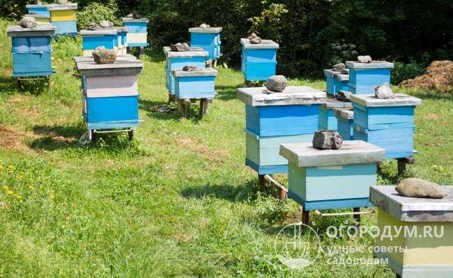 Пчеловодство в ульях из пенополистирола и из изготовление