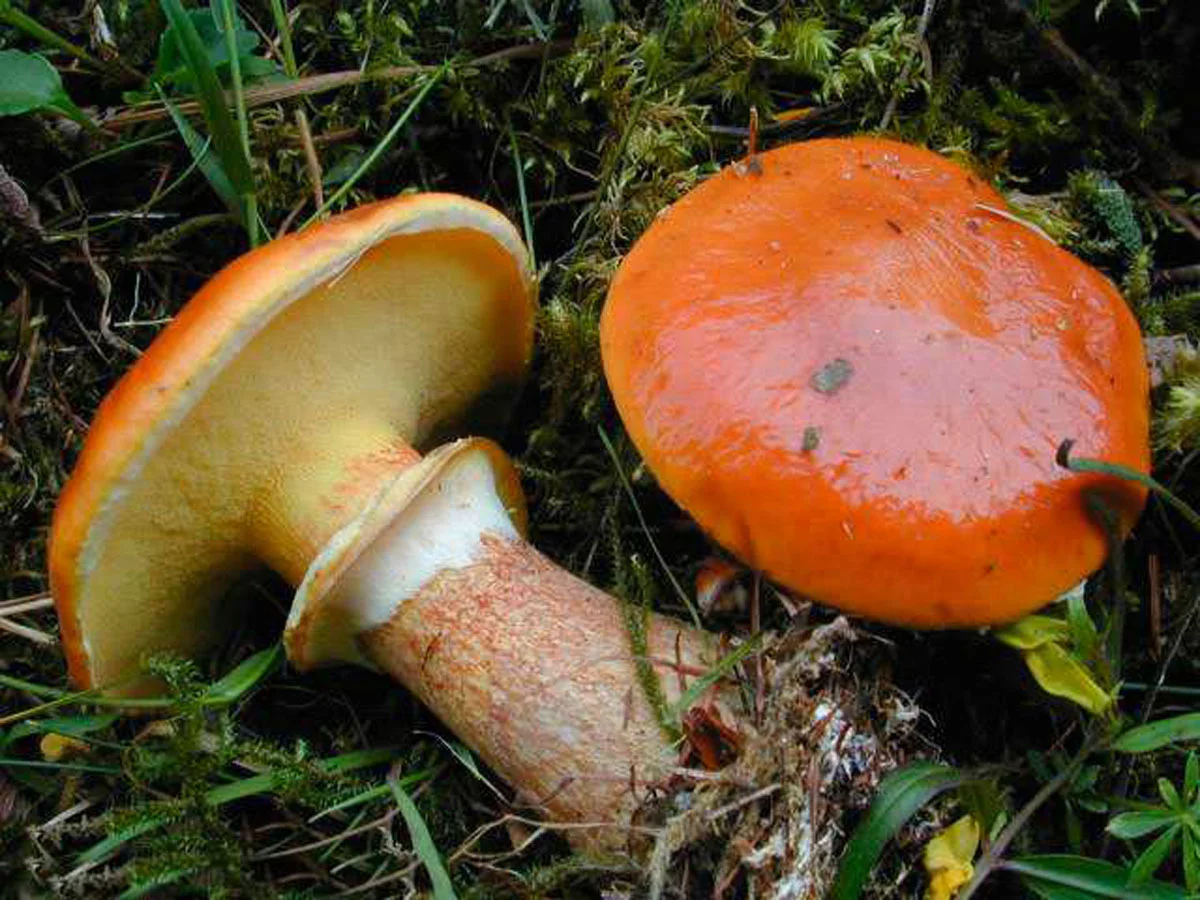 Масленок лиственничный – гриб, помогающий от артрита