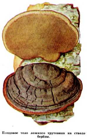 Трутовик ложный, описание древесного гриба