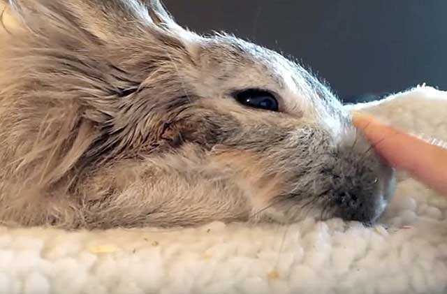 Болезни кроликов - описание, фото и видео